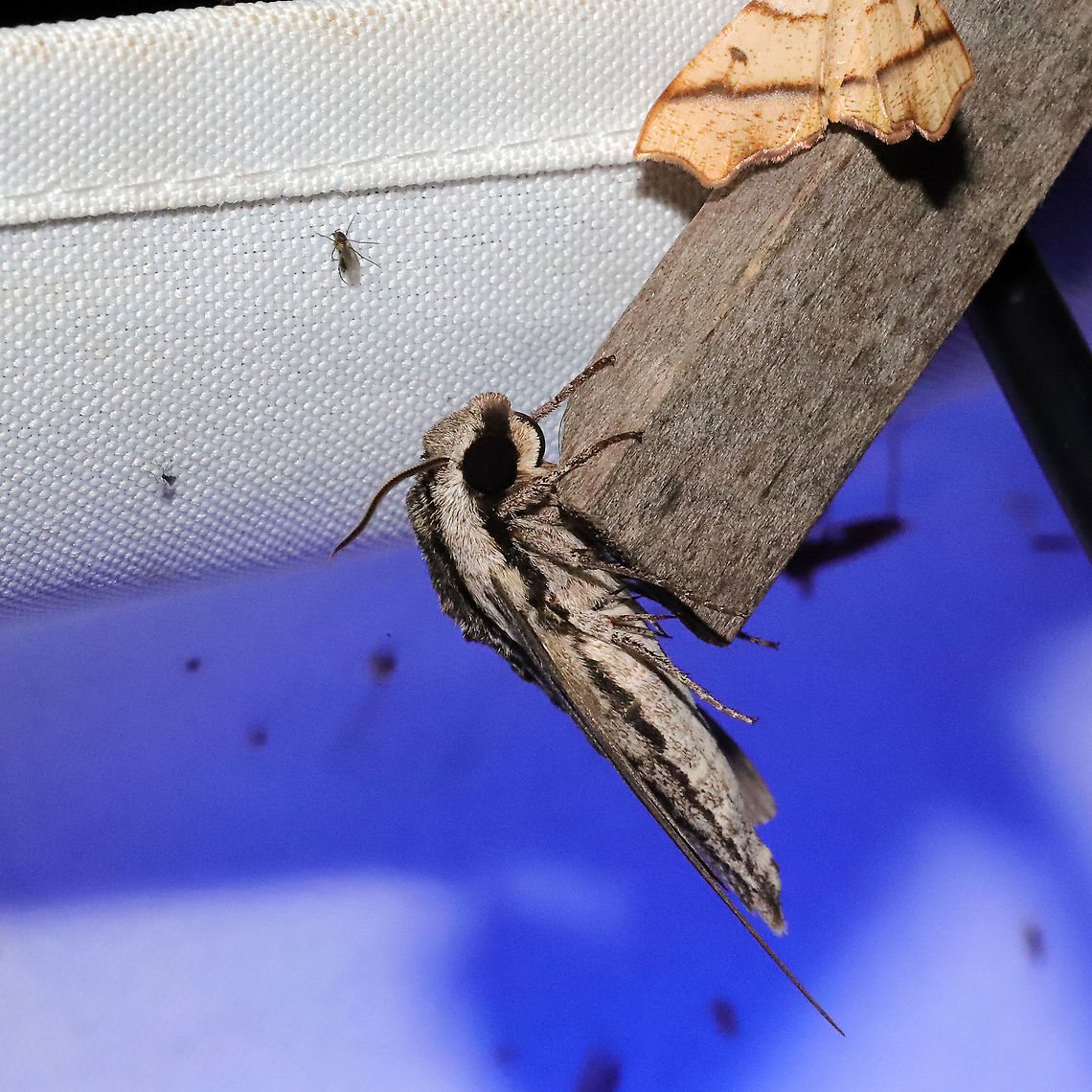 Trumpet Vine Sphinx (Paratrea plebeja) At a 365 + 395nm UV light setup at a mixed forest edge.<br />
<figure class="photo"><a href="https://www.jungledragon.com/image/118213/trumpet_vine_sphinx_paratrea_plebeja.html" title="Trumpet Vine Sphinx (Paratrea plebeja)"><img src="https://s3.amazonaws.com/media.jungledragon.com/images/3231/118213_thumb.jpg?AWSAccessKeyId=05GMT0V3GWVNE7GGM1R2&Expires=1770854410&Signature=yM7xqHX%2BK9gGOPdR3va4p6pGGig%3D" width="200" height="200" alt="Trumpet Vine Sphinx (Paratrea plebeja) At a 365 + 395nm UV light setup at a mixed forest edge.<br />
https://www.jungledragon.com/image/118214/trumpet_vine_sphinx_paratrea_plebeja.html<br />
 Geotagged,Paratrea plebeja,Plebeian sphinx,Summer,United States" /></a></figure> Geotagged,Paratrea plebeja,Plebeian sphinx,Summer,United States