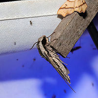 Trumpet Vine Sphinx (Paratrea plebeja) At a 365 + 395nm UV light setup at a mixed forest edge.<br />
https://www.jungledragon.com/image/118213/trumpet_vine_sphinx_paratrea_plebeja.html Geotagged,Paratrea plebeja,Plebeian sphinx,Summer,United States