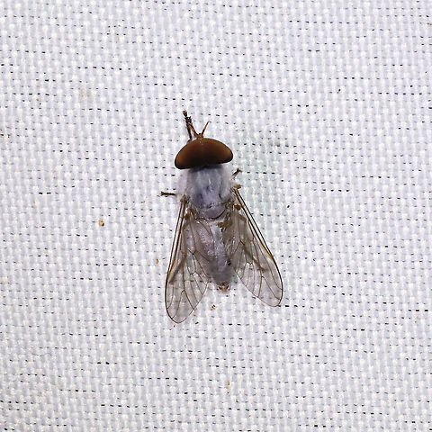 Leucotabanus annulatus Pale gray Tabanid at a 365 + 395nm UV light setup at a mixed forest edge.
Thanks to Christine for finding the ID!
https://www.jungledragon.com/image/118221/leucotabanus_annulatus.html Geotagged,Leucotabanus annulatus,Summer,United States