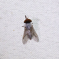 Leucotabanus annulatus Pale gray Tabanid at a 365 + 395nm UV light setup at a mixed forest edge.<br />
Thanks to Christine for finding the ID!<br />
https://www.jungledragon.com/image/118221/leucotabanus_annulatus.html Geotagged,Leucotabanus annulatus,Summer,United States