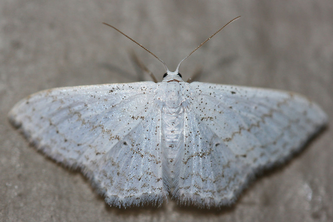 Idaea tacturata White Geometrid moth with gold/brown zigzags on wings. At porch lights near front yard (open field). Surrounded by mixed hardwoods/loblolly pines.Photo from 2017 Dot-lined wave moth,Geotagged,Idaea tacturata,United States