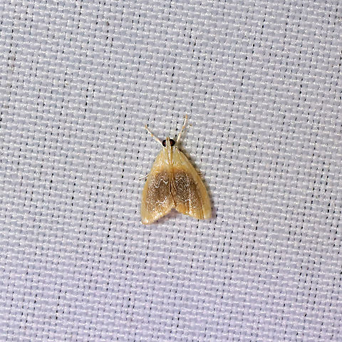 Black-patched Glaphyria Moth (Glaphyria fulminalis) at a 365 + 395nm UV light setup at a mixed forest edge.
 Black-patched Glaphyria,Geotagged,Glaphyria fulminalis,Summer,United States