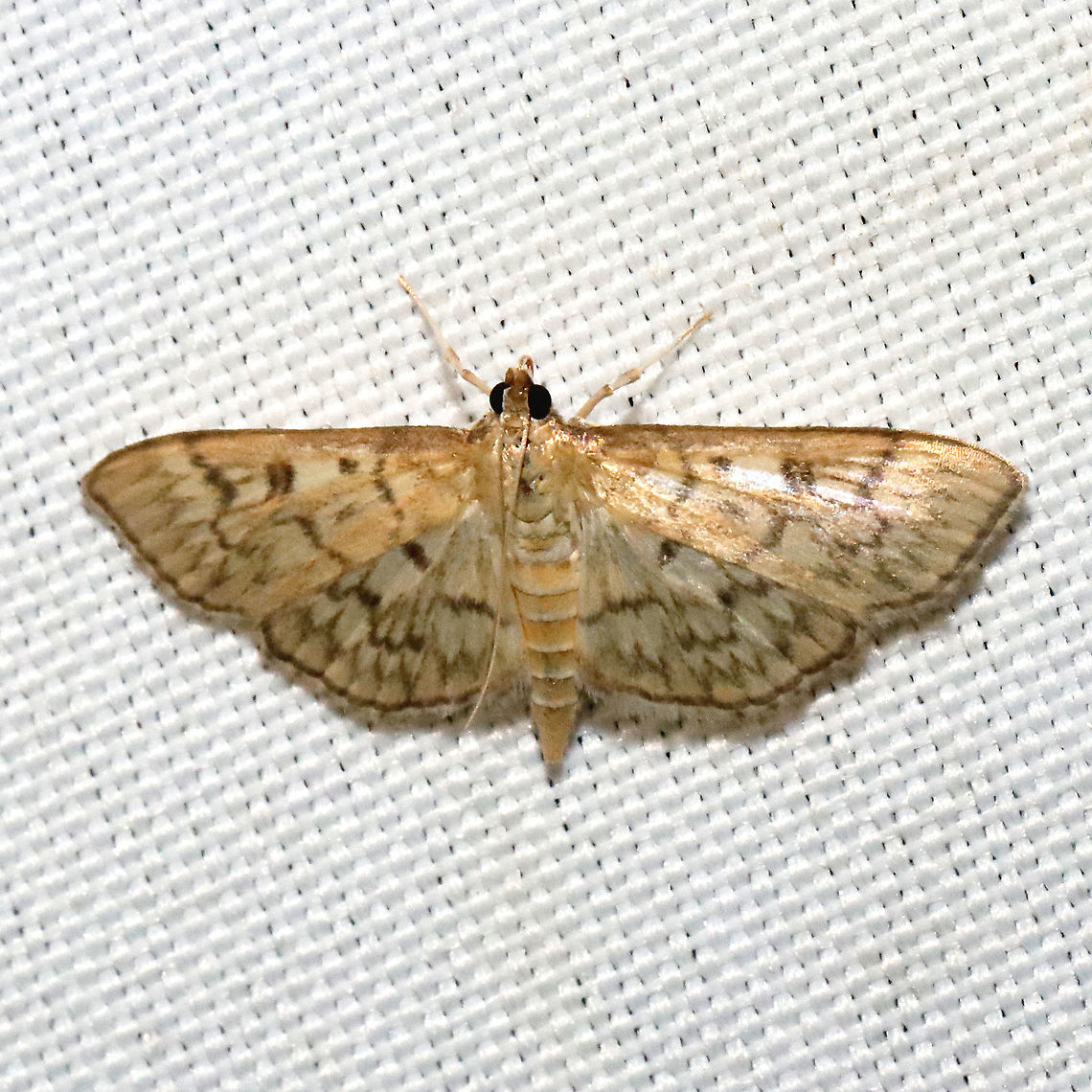 Bold-feathered Grass Moth (Herpetogramma pertextalis) at a 365 + 395nm UV light setup at a mixed forest edge.<br />
 Bold-feathered grass moth,Geotagged,Herpetogramma pertextalis,Summer,United States