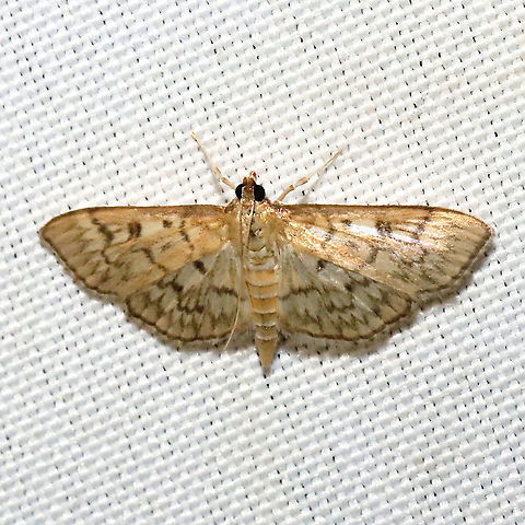 Bold-feathered Grass Moth (Herpetogramma pertextalis) at a 365 + 395nm UV light setup at a mixed forest edge.
 Bold-feathered grass moth,Geotagged,Herpetogramma pertextalis,Summer,United States