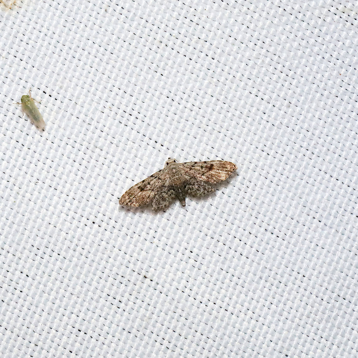 Brown False Pug (Sigela brauneata)? Tiny moth at a 365 + 395nm UV light setup at a mixed forest edge.<br />
 Geotagged,Sigela brauneata,United States