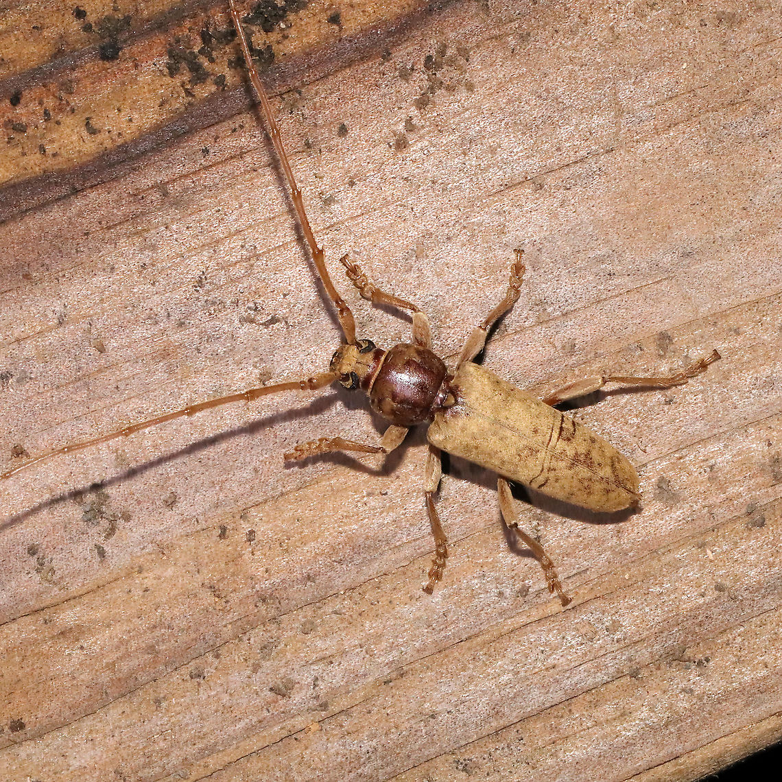 Enaphalodes rufulus At a 365 + 395nm UV light setup at a mixed forest edge.<br />
<figure class="photo"><a href="https://www.jungledragon.com/image/118277/enaphalodes_rufulus.html" title="Enaphalodes rufulus"><img src="https://s3.amazonaws.com/media.jungledragon.com/images/3231/118277_thumb.jpg?AWSAccessKeyId=05GMT0V3GWVNE7GGM1R2&Expires=1759968010&Signature=lDV%2BsJaQAsBco9HzVM1Cj4ulaUc%3D" width="200" height="134" alt="Enaphalodes rufulus At a 365 + 395nm UV light setup at a mixed forest edge.<br />
https://www.jungledragon.com/image/118276/enaphalodes_rufulus.html Enaphalodes rufulus,Geotagged,Summer,United States" /></a></figure><br />
 Enaphalodes rufulus,Geotagged,Summer,United States