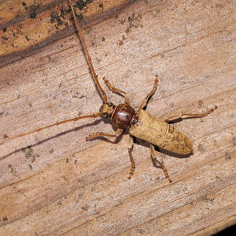 Enaphalodes rufulus At a 365 + 395nm UV light setup at a mixed forest edge.
https://www.jungledragon.com/image/118277/enaphalodes_rufulus.html
 Enaphalodes rufulus,Geotagged,Summer,United States