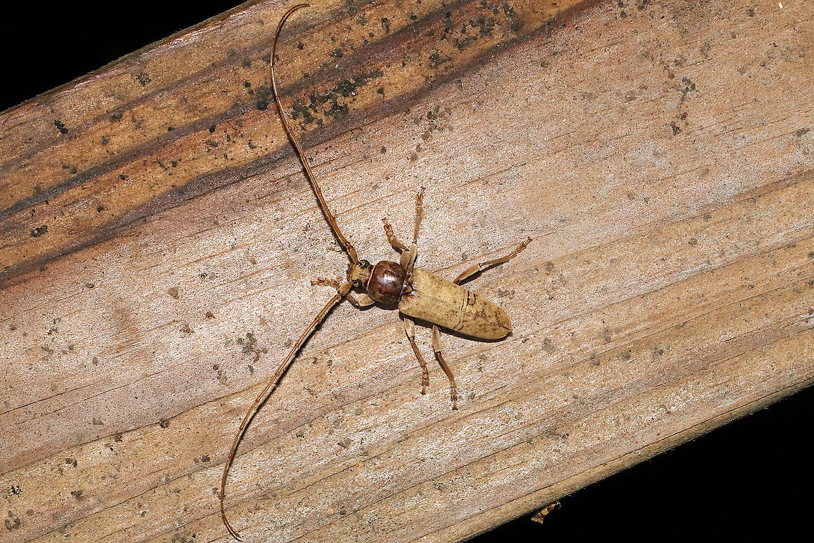 Enaphalodes rufulus At a 365 + 395nm UV light setup at a mixed forest edge.<br />
<figure class="photo"><a href="https://www.jungledragon.com/image/118276/enaphalodes_rufulus.html" title="Enaphalodes rufulus"><img src="https://s3.amazonaws.com/media.jungledragon.com/images/3231/118276_thumb.jpg?AWSAccessKeyId=05GMT0V3GWVNE7GGM1R2&Expires=1767225610&Signature=xB6vKLUNnLh%2BOh%2FbbzGs%2BFbIzyE%3D" width="200" height="200" alt="Enaphalodes rufulus At a 365 + 395nm UV light setup at a mixed forest edge.<br />
https://www.jungledragon.com/image/118277/enaphalodes_rufulus.html<br />
 Enaphalodes rufulus,Geotagged,Summer,United States" /></a></figure> Enaphalodes rufulus,Geotagged,Summer,United States