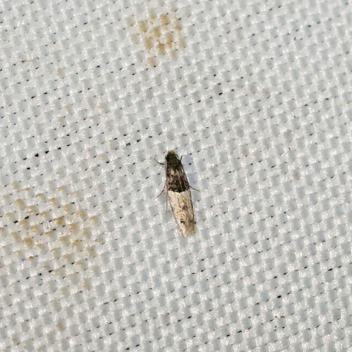 Oenoe hybromella Tiny Tineid at a 365 + 395nm UV light setup at a mixed forest edge.<br />
 Geotagged,Oenoe hybromella,Summer,United States