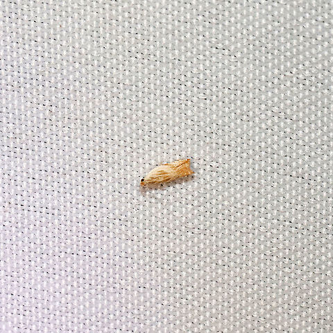 Goldenrod Pelochrista Moth (Pelochrista cataclystiana) at a 365 + 305nm UV light setup at a mixed forest edge. ID tentative.
 Geotagged,Pelochrista cataclystiana,Solidago Pelochrista,Summer,United States