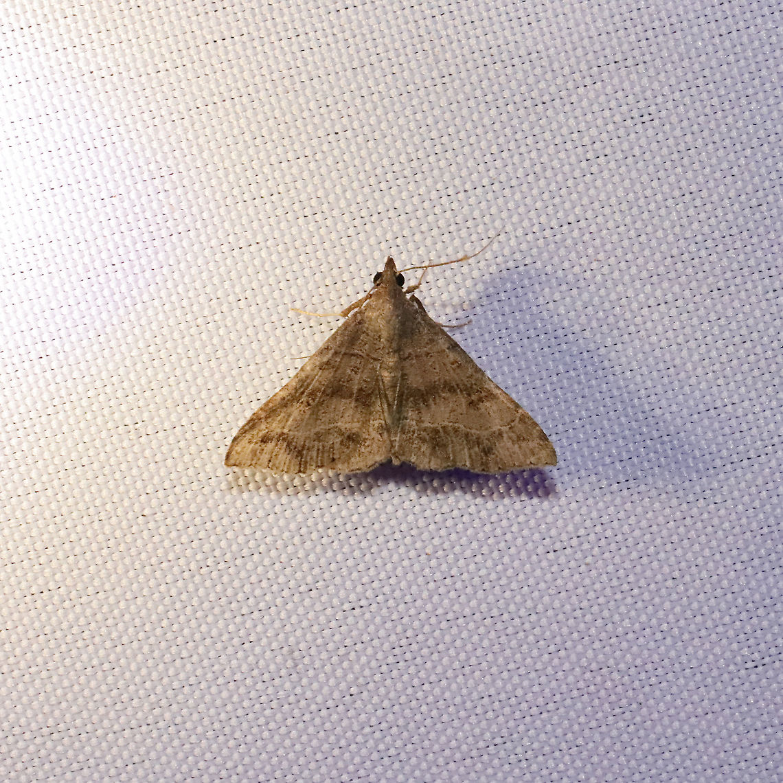 Renia flavipunctalis? at a 365+395nm UV light setup at a mixed forest edge.<br />
 Geotagged,Renia flavipunctalis,Summer,United States