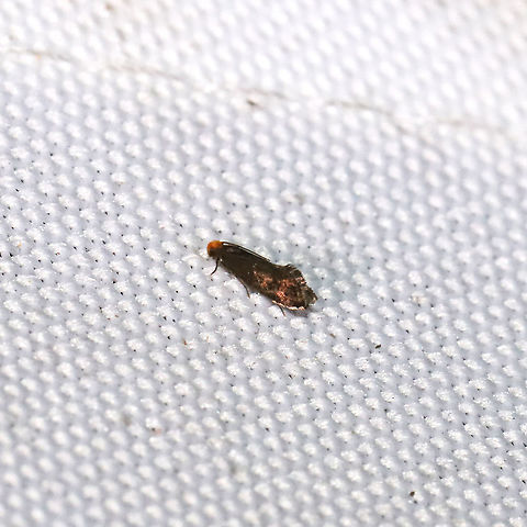 Subfamily Tineidae clade b at a 365+395nm UV light setup at a mixed forest edge.
 Geotagged,Summer,United States