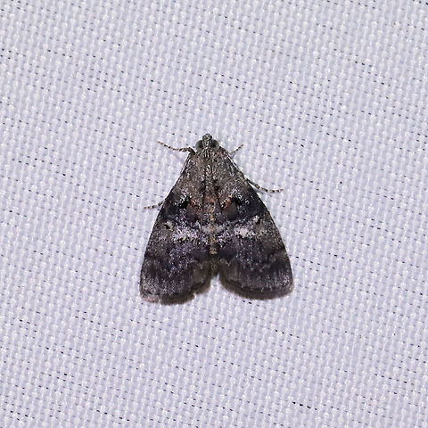 Maple Webworm Moth (Pococera asperatella) at a 365+395nm UV light setup at a mixed forest edge. Geotagged,Maple Webworm Moth,Pococera asperatella,Summer,United States