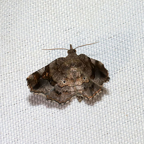 Decorated Owlet (Pangrapta decoralis) at a 365+395nm UV light setup at a mixed forest edge.
 Decorated owlet,Geotagged,Pangrapta decoralis,Summer,United States