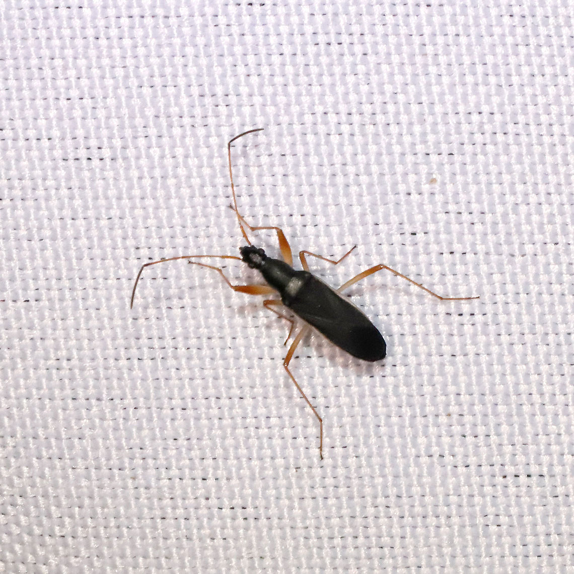 Cnemodus mavortius at a 365+395nm UV light setup at a mixed forest edge.<br />
<br />
Photo #5000 for me! :O  Cnemodus mavortius,Geotagged,Summer,United States