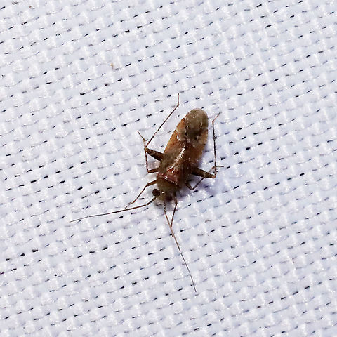 Phytocoris breviusculus? ID Tentative. At a 365+395nm UV light setup Geotagged,Phytocoris breviusculus,Summer,United States
