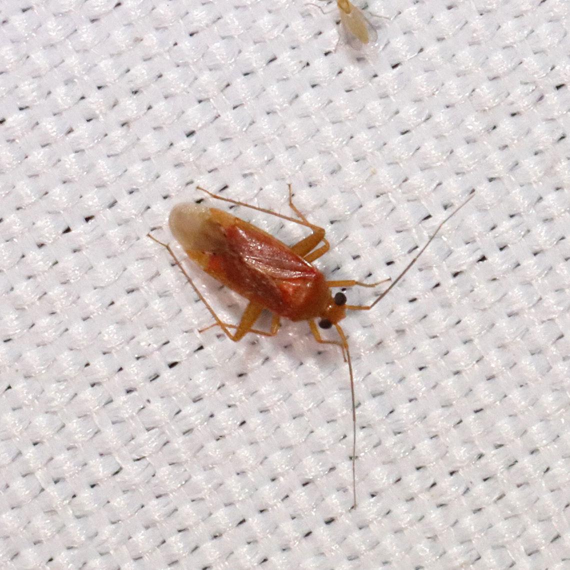 Phytocoris sp. Maybe Phytocoris uniformis? That's the closest I'm finding, but it doesn't quite look right (not seeing white markings on the tibiae here). At a 365+395nm UV light setup  Geotagged,Summer,United States