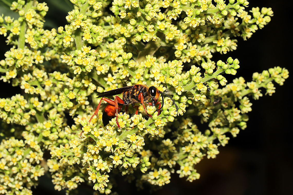 Great Golden Digger Wasp (Sphex ichneumoneus) On Rhus copallinum flowers at a mixed forest edge.<br />
<figure class="photo"><a href="https://www.jungledragon.com/image/118308/great_golden_digger_wasp_sphex_ichneumoneus.html" title="Great Golden Digger Wasp (Sphex ichneumoneus)"><img src="https://s3.amazonaws.com/media.jungledragon.com/images/3231/118308_thumb.jpg?AWSAccessKeyId=05GMT0V3GWVNE7GGM1R2&Expires=1767225610&Signature=dVtdPABnug0seeMHUIv9pCBq8mk%3D" width="200" height="134" alt="Great Golden Digger Wasp (Sphex ichneumoneus) On Rhus copallinum flowers at a mixed forest edge.<br />
https://www.jungledragon.com/image/118307/great_golden_digger_wasp_sphex_ichneumoneus.html Geotagged,Great golden digger wasp,Sphex ichneumoneus,Summer,United States" /></a></figure> Geotagged,Great golden digger wasp,Sphex ichneumoneus,Summer,United States