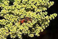 Great Golden Digger Wasp (Sphex ichneumoneus) On Rhus copallinum flowers at a mixed forest edge.<br />
https://www.jungledragon.com/image/118308/great_golden_digger_wasp_sphex_ichneumoneus.html Geotagged,Great golden digger wasp,Sphex ichneumoneus,Summer,United States