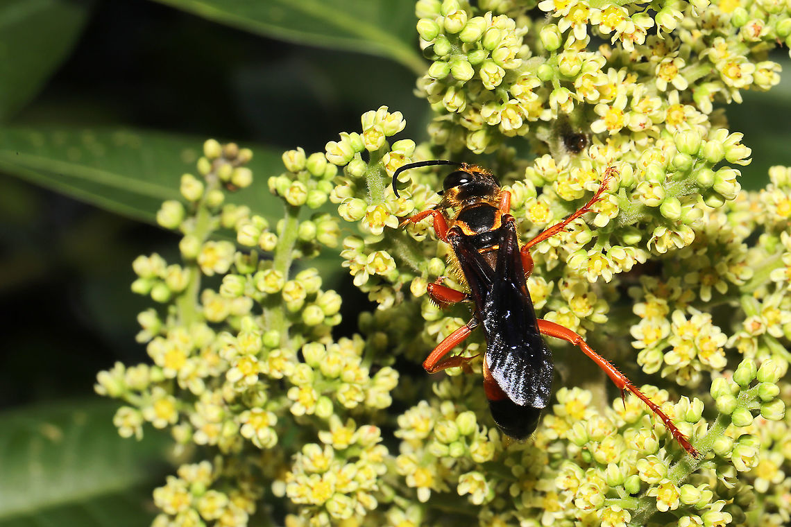 Great Golden Digger Wasp (Sphex ichneumoneus) On Rhus copallinum flowers at a mixed forest edge.<br />
<figure class="photo"><a href="https://www.jungledragon.com/image/118307/great_golden_digger_wasp_sphex_ichneumoneus.html" title="Great Golden Digger Wasp (Sphex ichneumoneus)"><img src="https://s3.amazonaws.com/media.jungledragon.com/images/3231/118307_thumb.jpg?AWSAccessKeyId=05GMT0V3GWVNE7GGM1R2&Expires=1759968010&Signature=zG2jKj9KFAXmXm4kRcNHeCCuwJ8%3D" width="200" height="134" alt="Great Golden Digger Wasp (Sphex ichneumoneus) On Rhus copallinum flowers at a mixed forest edge.<br />
https://www.jungledragon.com/image/118308/great_golden_digger_wasp_sphex_ichneumoneus.html Geotagged,Great golden digger wasp,Sphex ichneumoneus,Summer,United States" /></a></figure> Geotagged,Great golden digger wasp,Sphex ichneumoneus,Summer,United States
