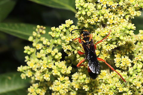 Great Golden Digger Wasp (Sphex ichneumoneus) On Rhus copallinum flowers at a mixed forest edge.
https://www.jungledragon.com/image/118307/great_golden_digger_wasp_sphex_ichneumoneus.html Geotagged,Great golden digger wasp,Sphex ichneumoneus,Summer,United States