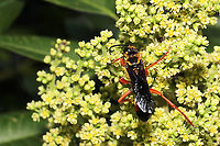 Great Golden Digger Wasp (Sphex ichneumoneus) On Rhus copallinum flowers at a mixed forest edge.<br />
https://www.jungledragon.com/image/118307/great_golden_digger_wasp_sphex_ichneumoneus.html Geotagged,Great golden digger wasp,Sphex ichneumoneus,Summer,United States