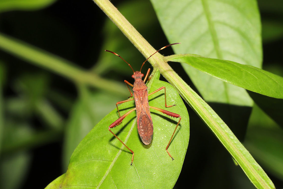 Megalotomus quinquespinosus On Rhus copallinum at a mixed forest edge.<br />
 Geotagged,Megalotomus quinquespinosus,Summer,United States