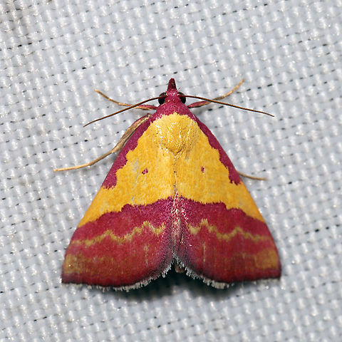 Pink-bordered Yellow (Phytometra rhodarialis) At a 365 + 395nm UV light setup at a mixed forest edge. So breathtaking!
https://www.jungledragon.com/image/118354/pink-bordered_yellow_phytometra_rhodarialis.html Geotagged,Phytometra rhodarialis,Pink-bordered yellow,Summer,United States