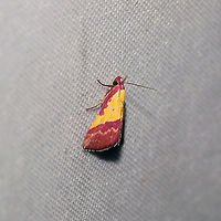 Pink-bordered Yellow (Phytometra rhodarialis) At a 365 + 395nm UV light setup at a mixed forest edge. So breathtaking!<br />
https://www.jungledragon.com/image/118353/pink-bordered_yellow_phytometra_rhodarialis.html Geotagged,Phytometra rhodarialis,Pink-bordered yellow,Summer,United States