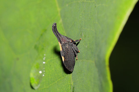 Two-marked Treehopper (Complex Enchenopa binotata) On Cercis canadensis, at a mixed forest edge.
 Enchenopa binotata,Enchenopa binotata complex,Geotagged,Summer,United States