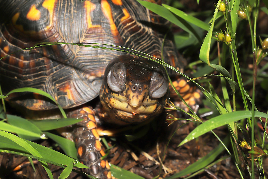 Eastern Box Turtle (Terrapene carolina carolina) Young turtle at a mixed forest edge, near a seasonal stream. Appeared to be sleeping and slowly began responding to my voice. It then opened one eye, realized that I was there, and made the most adorable squeak/hiss whilst pulling its head into its shell!<br />
<br />
For any experts:<br />
Is it normal for young turtles to have eyes that are this puffy? I wasn't sure if it had a respiratory infection or if this is typical.<br />
<figure class="photo"><a href="https://www.jungledragon.com/image/118364/eastern_box_turtle_terrapene_carolina_carolina.html" title="Eastern Box Turtle (Terrapene carolina carolina)"><img src="https://s3.amazonaws.com/media.jungledragon.com/images/3231/118364_thumb.jpg?AWSAccessKeyId=05GMT0V3GWVNE7GGM1R2&Expires=1763596810&Signature=zcTK4H9AFdXoRWQTobGAer9fVbA%3D" width="200" height="134" alt="Eastern Box Turtle (Terrapene carolina carolina) Young turtle at a mixed forest edge, near a seasonal stream. Appeared to be sleeping and slowly began responding to my voice. It then opened one eye, realized that I was there, and made the most adorable squeak/hiss whilst pulling its head into its shell!<br />
<br />
For any experts:<br />
Is it normal for young turtles to have eyes that are this puffy? I wasn't sure if it had a respiratory infection or if this is typical.<br />
https://www.jungledragon.com/image/118363/eastern_box_turtle_terrapene_carolina_carolina.html Eastern box turtle,Geotagged,Summer,Terrapene carolina carolina,United States" /></a></figure> Eastern box turtle,Geotagged,Summer,Terrapene carolina carolina,United States