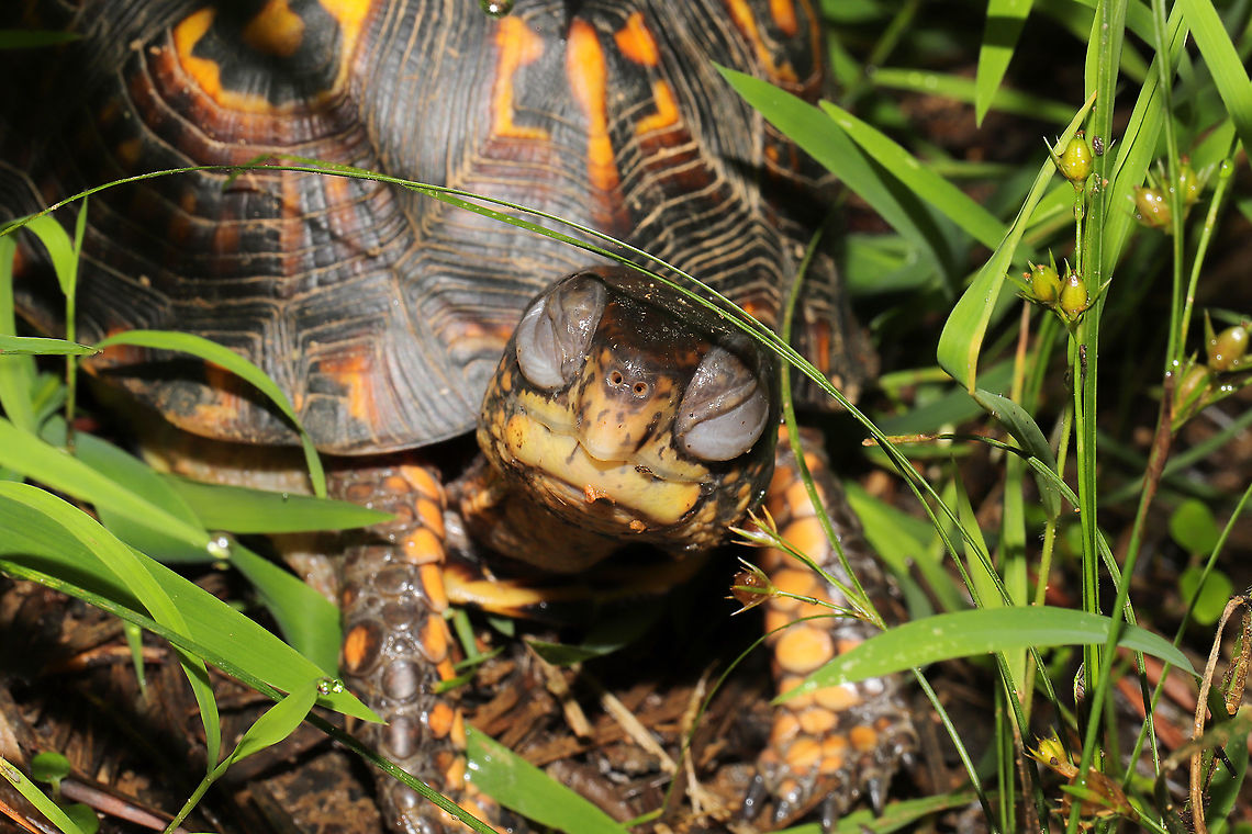 Eastern Box Turtle (Terrapene carolina carolina) Young turtle at a mixed forest edge, near a seasonal stream. Appeared to be sleeping and slowly began responding to my voice. It then opened one eye, realized that I was there, and made the most adorable squeak/hiss whilst pulling its head into its shell!<br />
<br />
For any experts:<br />
Is it normal for young turtles to have eyes that are this puffy? I wasn't sure if it had a respiratory infection or if this is typical.<br />
<figure class="photo"><a href="https://www.jungledragon.com/image/118363/eastern_box_turtle_terrapene_carolina_carolina.html" title="Eastern Box Turtle (Terrapene carolina carolina)"><img src="https://s3.amazonaws.com/media.jungledragon.com/images/3231/118363_thumb.jpg?AWSAccessKeyId=05GMT0V3GWVNE7GGM1R2&Expires=1759968010&Signature=BkmHUqBX0IBiX5meUlF8go0ApA4%3D" width="200" height="134" alt="Eastern Box Turtle (Terrapene carolina carolina) Young turtle at a mixed forest edge, near a seasonal stream. Appeared to be sleeping and slowly began responding to my voice. It then opened one eye, realized that I was there, and made the most adorable squeak/hiss whilst pulling its head into its shell!<br />
<br />
For any experts:<br />
Is it normal for young turtles to have eyes that are this puffy? I wasn't sure if it had a respiratory infection or if this is typical.<br />
https://www.jungledragon.com/image/118364/eastern_box_turtle_terrapene_carolina_carolina.html Eastern box turtle,Geotagged,Summer,Terrapene carolina carolina,United States" /></a></figure> Eastern box turtle,Geotagged,Summer,Terrapene carolina carolina,United States
