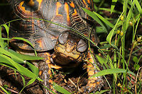 Eastern Box Turtle (Terrapene carolina carolina) Young turtle at a mixed forest edge, near a seasonal stream. Appeared to be sleeping and slowly began responding to my voice. It then opened one eye, realized that I was there, and made the most adorable squeak/hiss whilst pulling its head into its shell!<br />
<br />
For any experts:<br />
Is it normal for young turtles to have eyes that are this puffy? I wasn't sure if it had a respiratory infection or if this is typical.<br />
https://www.jungledragon.com/image/118363/eastern_box_turtle_terrapene_carolina_carolina.html Eastern box turtle,Geotagged,Summer,Terrapene carolina carolina,United States