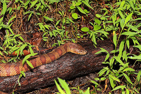 Common Watersnake (Nerodia sipedon) At a mixed forest edge, near a drainage ditch.
 Geotagged,Nerodia sipedon,Northern Water Snake,Summer,United States