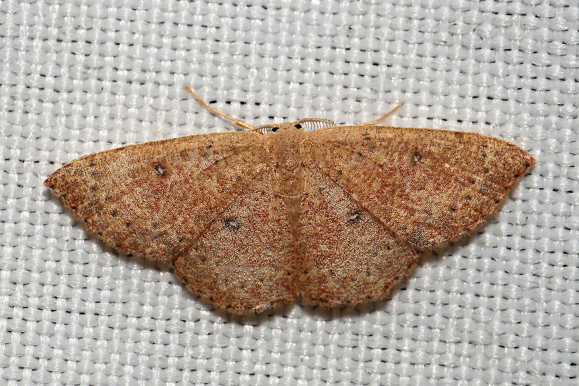 Packard's Wave (Cyclophora packardi) At a 365 + 395nm UV light setup at a mixed forest edge.<br />
 Cyclophora packardi,Geotagged,Summer,United States