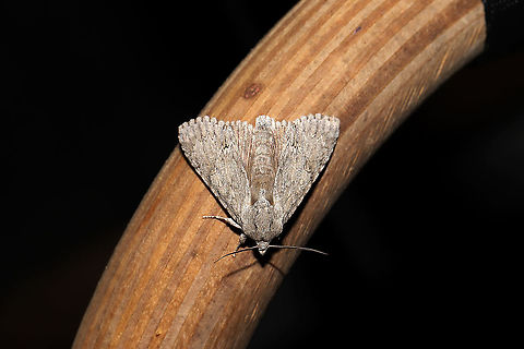 Acronicta sp. At a 365 + 395nm UV light setup at a mixed forest edge.
https://www.jungledragon.com/image/118465/acronicta_sp.html Geotagged,Summer,United States