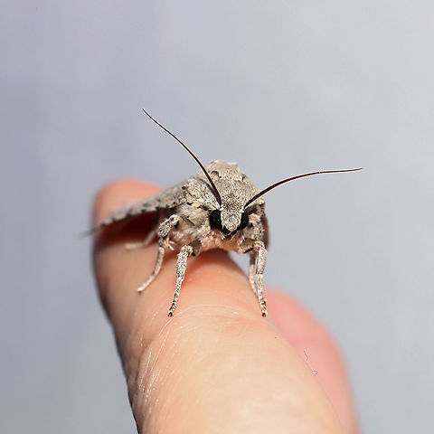 Acronicta sp. At a 365 + 395nm UV light setup at a mixed forest edge.
https://www.jungledragon.com/image/118464/acronicta_sp.html Geotagged,Summer,United States