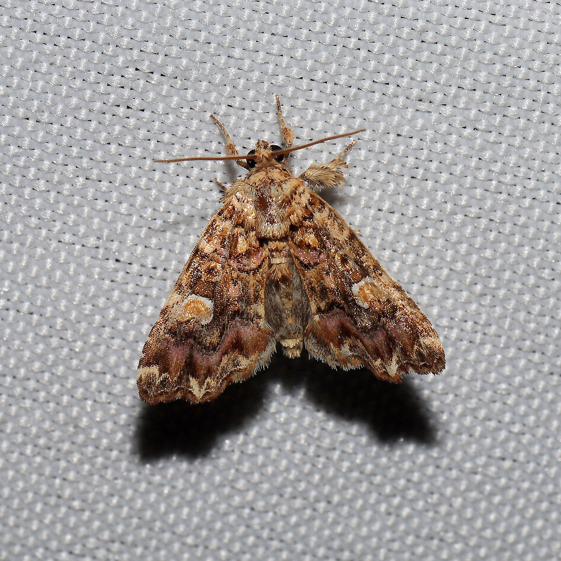 Pink-shaded Fern Moth (Callopistria mollissima)  At a 365 + 395nm UV light setup at a mixed forest edge. Callopistria mollissima,Geotagged,Pink-shaded Fern Moth,Summer,United States