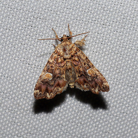 Pink-shaded Fern Moth (Callopistria mollissima)  At a 365 + 395nm UV light setup at a mixed forest edge. Callopistria mollissima,Geotagged,Pink-shaded Fern Moth,Summer,United States