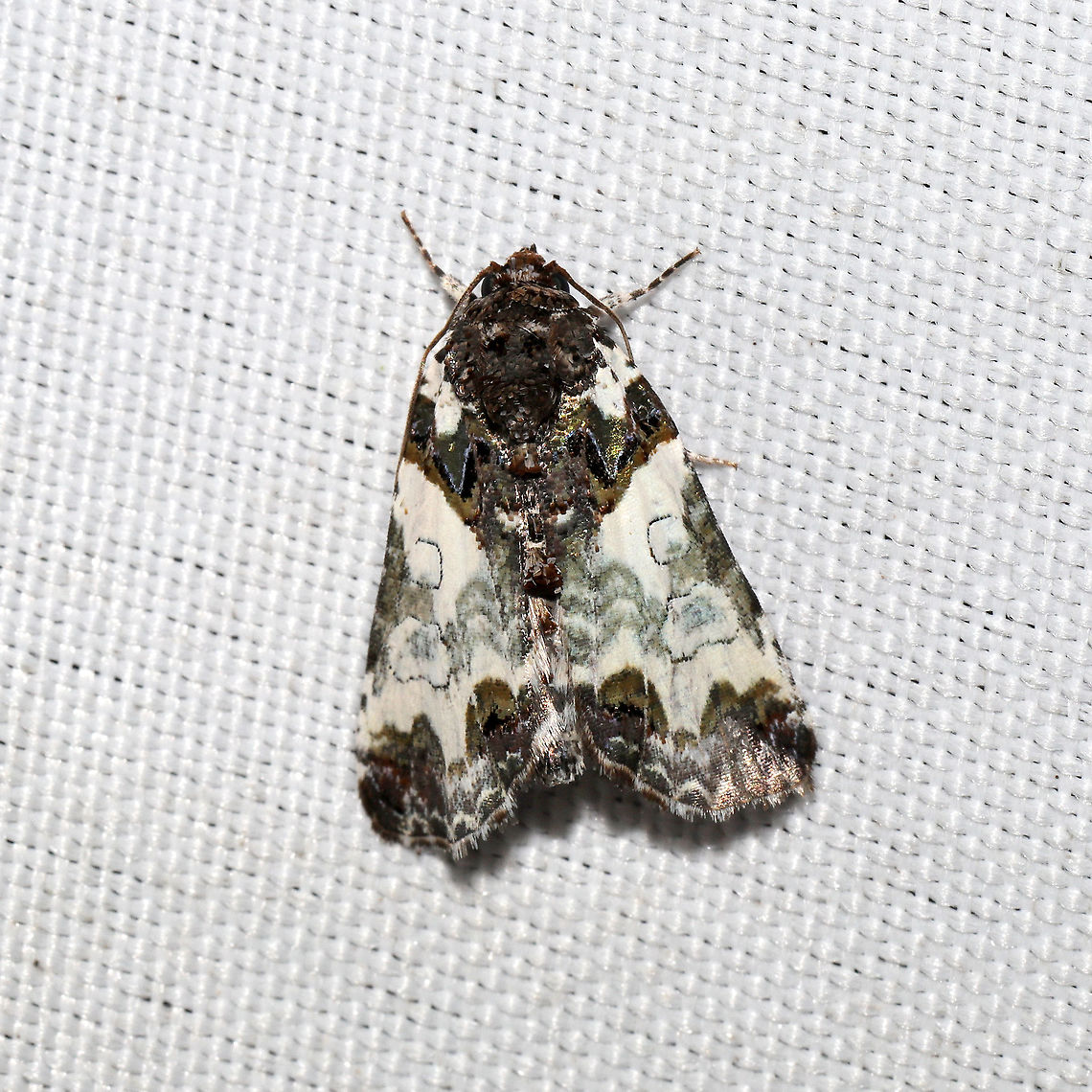 Tufted Bird-dropping Moth (Cerma cerintha) At a 365 + 395nm UV light setup at a mixed forest edge.  Cerma cerintha,Geotagged,Summer,Tufted bird dropping moth,United States