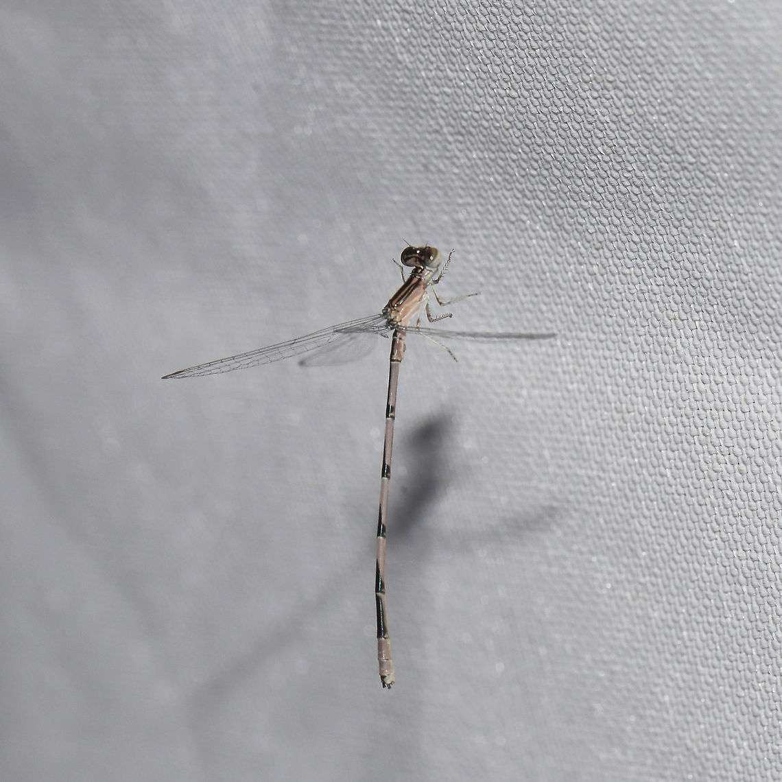 Double-striped Bluet (Enallagma basidens)  At a 365 + 395nm UV light setup at a mixed forest edge.  Double-striped bluet,Enallagma basidens,Geotagged,Summer,United States