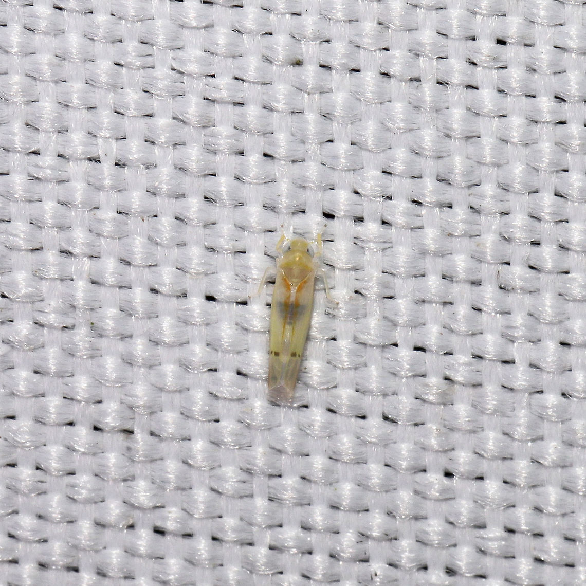 Ossiannilssonola australis At a 365 + 395nm UV light setup at a mixed forest edge.  Geotagged,Ossiannilssonola australis,Summer,United States