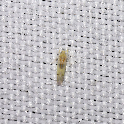 Ossiannilssonola australis At a 365 + 395nm UV light setup at a mixed forest edge.  Geotagged,Ossiannilssonola australis,Summer,United States