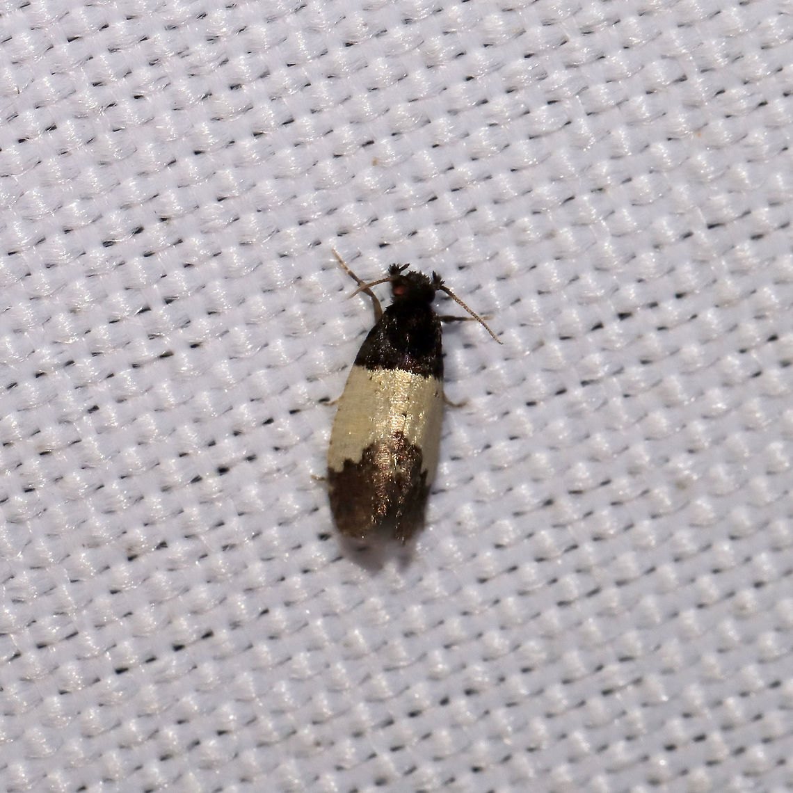 White-patched Kearfottia (Kearfottia albifasciella) At a 365 + 395nm UV light setup at a mixed forest edge.  Geotagged,Kearfottia albifasciella,Summer,United States,White-patched Kearfottia