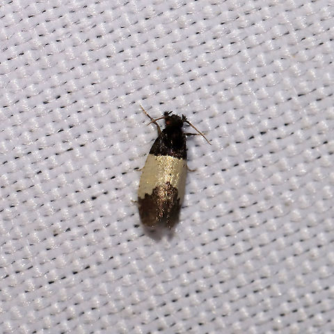 White-patched Kearfottia (Kearfottia albifasciella) At a 365 + 395nm UV light setup at a mixed forest edge.  Geotagged,Kearfottia albifasciella,Summer,United States,White-patched Kearfottia