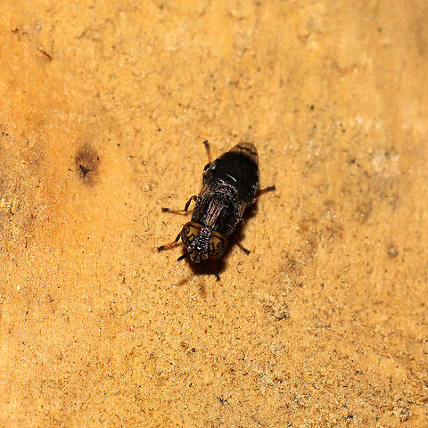 Wavy Mucksucker (Orthonevra nitida) At a 365 + 395nm UV light setup at a mixed forest edge.
https://www.jungledragon.com/image/118483/wavy_mucksucker_orthonevra_nitida.html
 Geotagged,Orthonevra nitida,Summer,United States