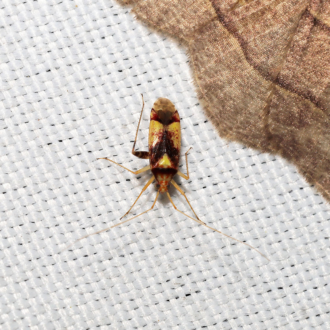 Phytocoris luteolus At a 365 + 395 UV light setup at a mixed forest edge.<br />
<br />
A match for this observation on BugGuide:<br />
<a href="https://bugguide.net/node/view/250480/bgimage" rel="nofollow">https://bugguide.net/node/view/250480/bgimage</a><br />
 Geotagged,Phytocoris luteolus,Summer,United States