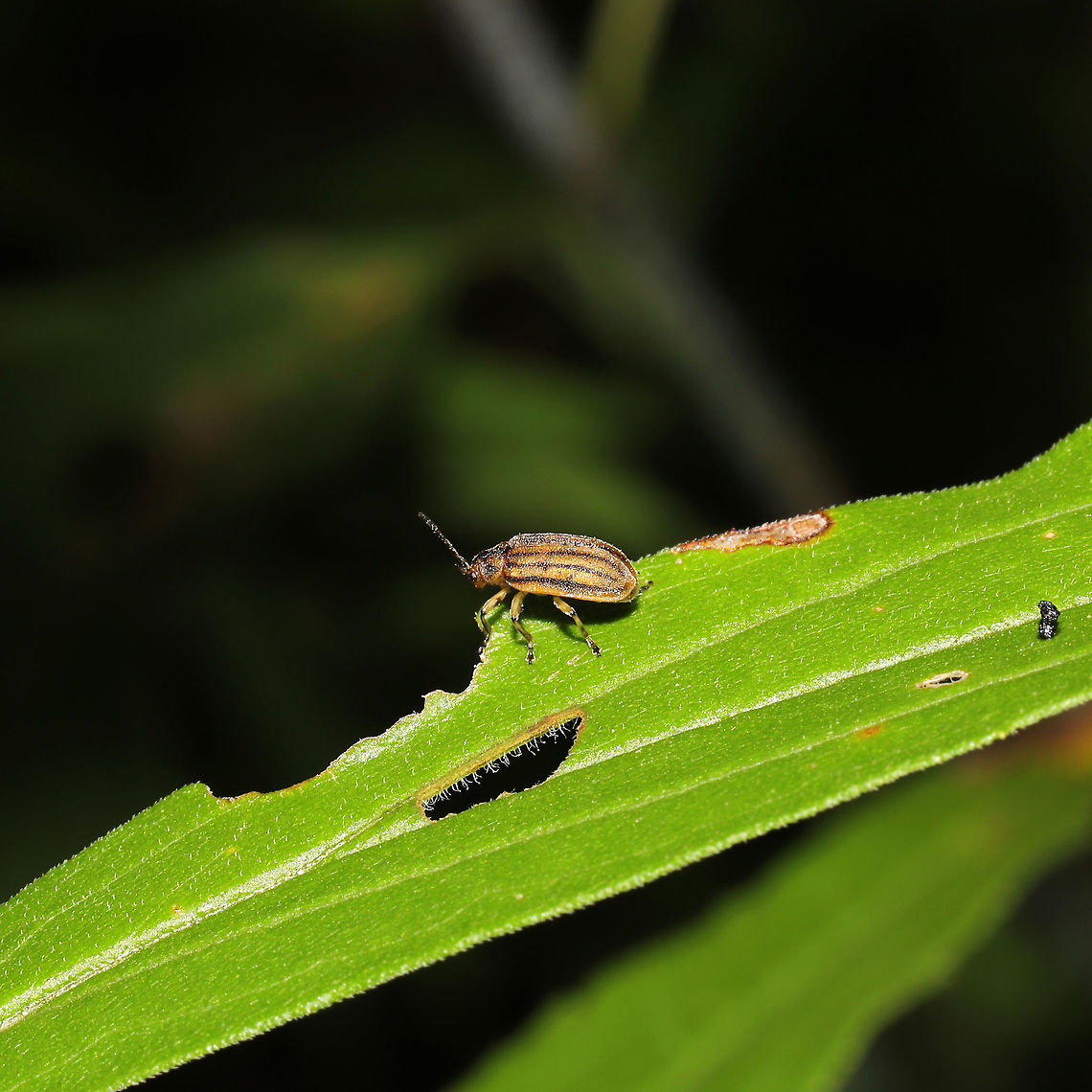 Ophraella sp. At a mixed forest edge. Geotagged,Summer,United States