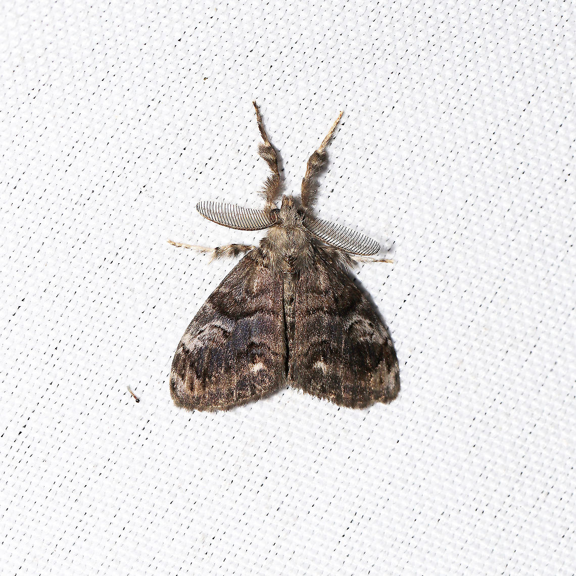 Definite Tussock Moth (Orgyia definita) At a 365 + 395 UV light setup at a mixed forest edge.<br />
 Definite-marked Tussock Moth,Geotagged,Moth Week 2021,Orgyia definita,Summer,United States