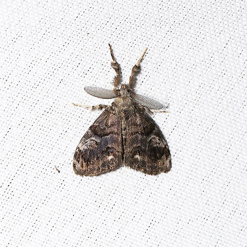 Definite Tussock Moth (Orgyia definita) At a 365 + 395 UV light setup at a mixed forest edge.
 Definite-marked Tussock Moth,Geotagged,Moth Week 2021,Orgyia definita,Summer,United States